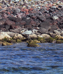 Obraz premium Great blue heron bird perched on a rock, on the hunt for food around island coastline. In the sea of Cortez, Mexico. 