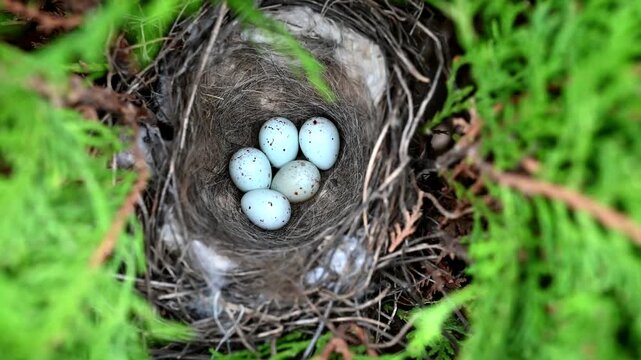 Bird nest with eggs hidden among dense green foliage in a natural environment. Spring season, new life, and wildlife processes. This video captures nesting behavior, calm atmosphere, and seasonality.