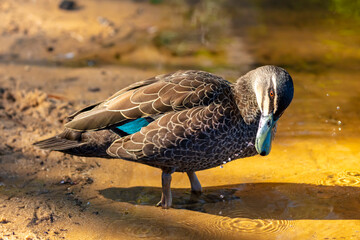 Fototapeta premium An Australian Black Duck on the shoreline of Wentworth Falls Lake that has an orange tint on a sunny day near the Blue Mountains town of Wentworth Falls in New South Wales, Australia