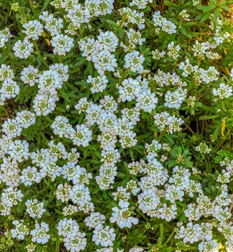 A pattern image of gibraltar candytuft white flowers,