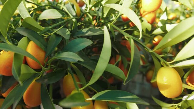 Vibrant close up shot of a blooming kumquat tree with ripe orange fruits nestled among lush green leaves in a sunny garden evoking a sense of spring growth and harvest