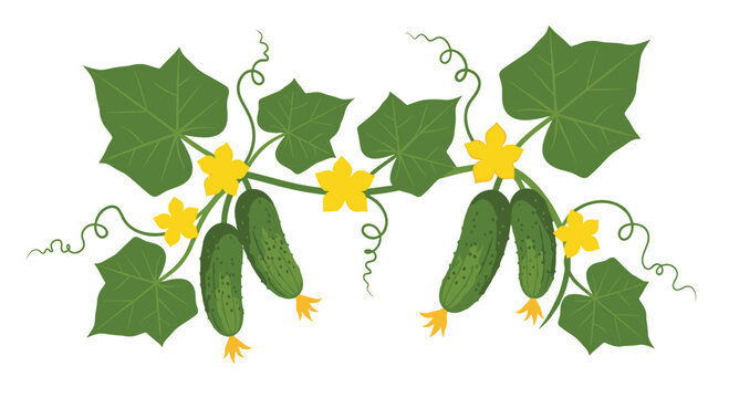 Prickly green cucumbers hang in pairs from a lush vine adorned with large textured leaves and bright yellow blossoms in a vibrant garden scene illustration.
