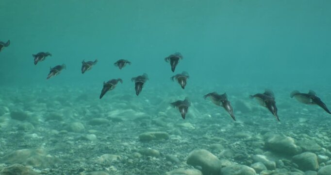 squid  underwater  calamari drifting and swimming underwater close and slow ocean scenery animal cephalopod : Decapodiformes sepioteuthis lessoniana
