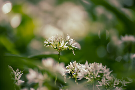 Wild garlic flowers growing in the spring forest. Ramson blossoms, seasonal background
