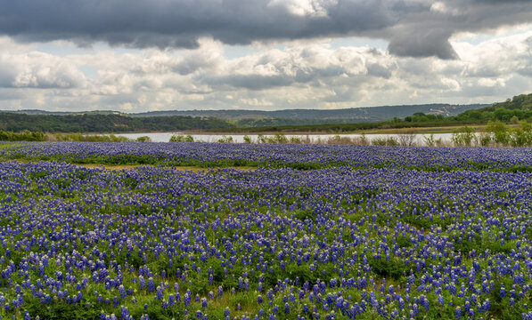 A spring meadow filled with bluebonnet wildflowers near the lake at Turkey Bend Recreation Area in Marble Falls, Texas. Cloudy sky overhead.