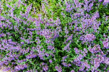 Fototapeta premium Top View of Dense Purple Catmint Flowers Blooming in a Summer Garden