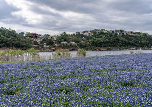 Picturesque view of lakefront homes across the water from bluebonnets at Turkey Bend Recreation Area in Marble Falls, Texas. Features Colorado River.