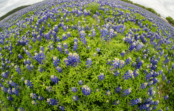 A field of bluebonnets, shot with a fisheye lens, a unique view of the Texas wildflower landscape at Muleshoe Bend Recreation Area in Marble Falls.