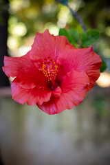 red hibiscus flower © Federico