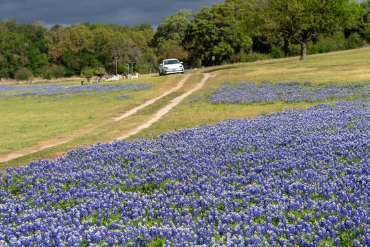 Scenic view of bluebonnet wildflowers blooming in a field at Turkey Bend Recreation Area in Marble Falls, Texas. A white car parked by dirt road