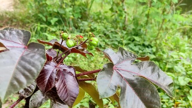 Close up of Bellyache bush plant (Jatropha gossypiifolia) with dark purple leaves and green seed pods in tropical garden. Perfect for themes related to medicinal plants, botany, and herbal medicine.