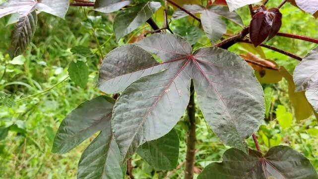 Close-up of Dark purple Bellyache bush leaves (Jatropha gossypiifolia) swaying in the wind in the tropical garden. Perfect for themes related to medicinal plants, botany, and herbal medicine.