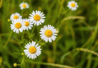 Fototapeta premium Delicate white and yellow chamomile blossoms growing wild in a sunny summer meadow, highlighting organic beauty and herbal healing properties, wild, organic, garden