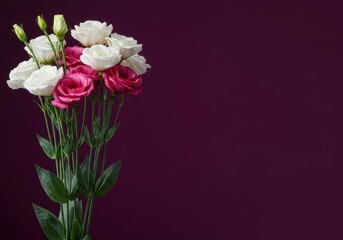Fototapeta premium Elegant white and pink lisianthus bouquet contrasting sharply against a rich, deep purple studio backdrop, symbolizing grace and warmth, vibrant, summer, soft
