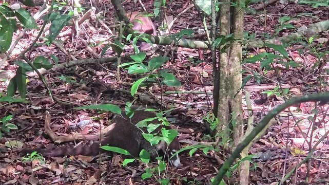 Coatimundi digging up and eating land crabs - Corcovado Park near Sirena, Costa Rica