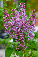 Obraz premium Lilac Branch with Flowers Syringa Vulgaris Spring Bloom