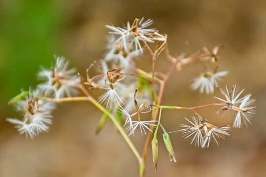  Fluffy white Wood ragwort seeds closeup, selective focus - Senecio ovatus 