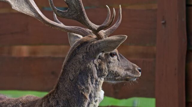 Slow motion close up of fallow deer on green field with visible anatomy antlers and characteristic white spots