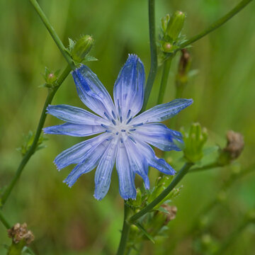  Closeup of the soft blue flower of endive chicory - Cichorium intybus 