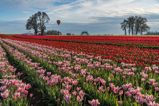 Spring Flowers of Tulips growing and blooming in huge fields and a hot air balloon in the sky.