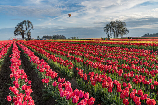 Spring Flowers of Tulips growing and blooming in huge fields and a hot air balloon in the sky.