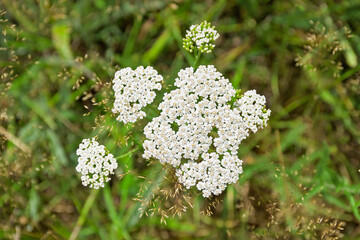 Closeup of the white flowers of common yarrow - Achillea millefolium  © Kristof Lauwers