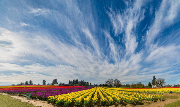 Spring Flowers of Tulips growing and blooming in huge fields and beautiful sky in panoramic format.