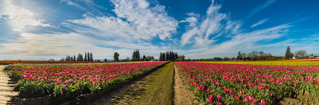 Spring Flowers of Tulips growing and blooming in huge fields and beautiful sky in panoramic format.
