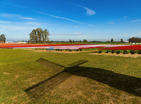 Spring Flowers of Tulips growing and blooming in huge fields and beautiful sky in panoramic format.