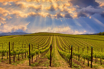 Beautiful Sunrise Sky with sun rays in Napa Valley Wine Country on Spring Vineyards and Mountains. © naturalv