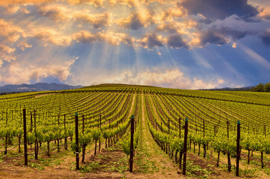 Beautiful Sunrise Sky with sun rays in Napa Valley Wine Country on Spring Vineyards and Mountains.