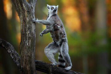 Tailed lemur (Lemur catta) Mother with baby © Sangur