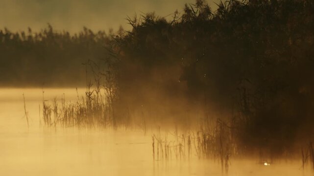 Sunrise over lake with mist and vapor above water among reeds creating tranquil natural background in soft morning light