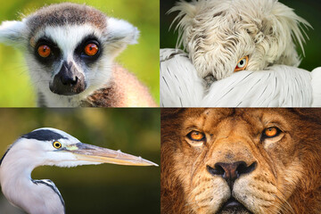 Fototapeta premium Wildlife animal collage of portraits, collection of animals faces in grid layout