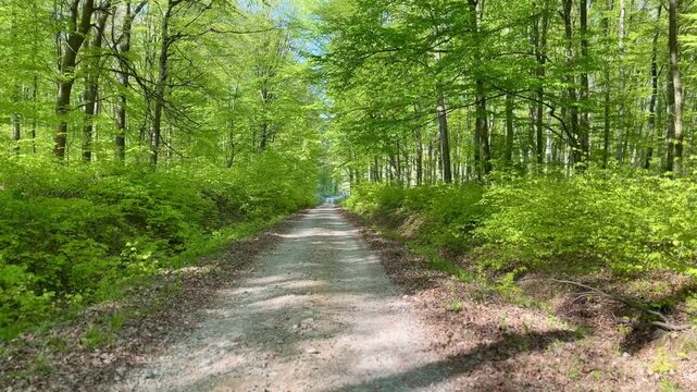 Walking on a path in the forest, daylight, spring. 