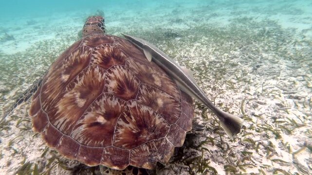 The green sea turtle (Chelonia mydas) with cleane fish is greazing on seagrass. Green sea turtles have a variety of parasites including barnacles, leeches, protozoans, cestodes, and nematodes.