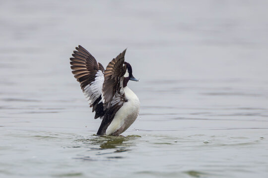 a male bufflehead spreading its wings during the mating season on the Richelieu River in North America