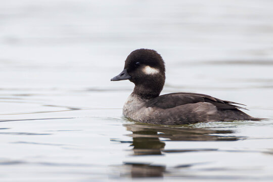 a female bufflehead swimming during the mating season on the Richelieu River in North America