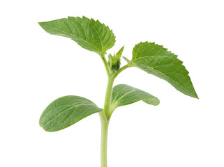 Young Sunflower Plant Sprout with Leaves and Bud © Edward.S