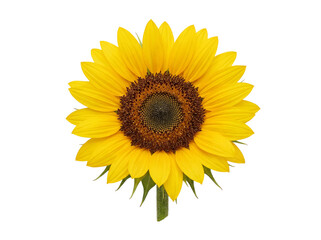 Obraz premium Single Sunflower Flower Isolated