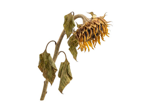 Dried Sunflower Head and Leaves on