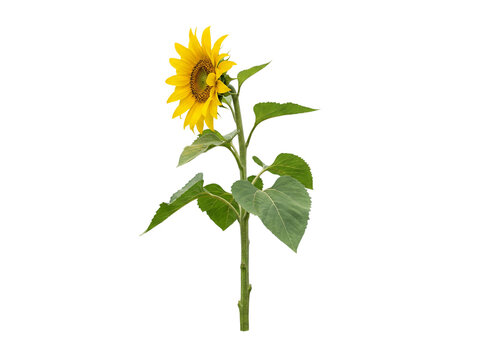 Single Sunflower Plant on Transparent Background