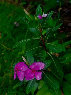 The tapak dara flower is wet with morning dew