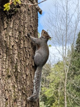 Squirrel On a Tree