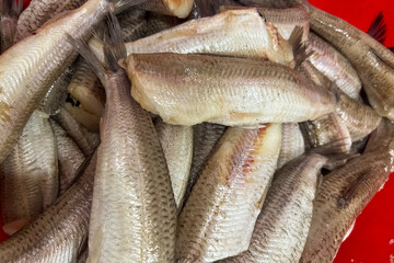 Obraz premium Fresh fish caught in a lake and stored in a red basket for sale at a local market in the afternoon