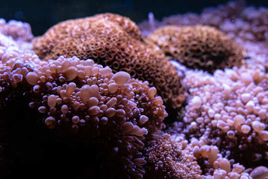 Coral Plerogyra sinuosa reefs display diverse shapes and colors underwater, showcasing marine life and habitat at a coral aquarium