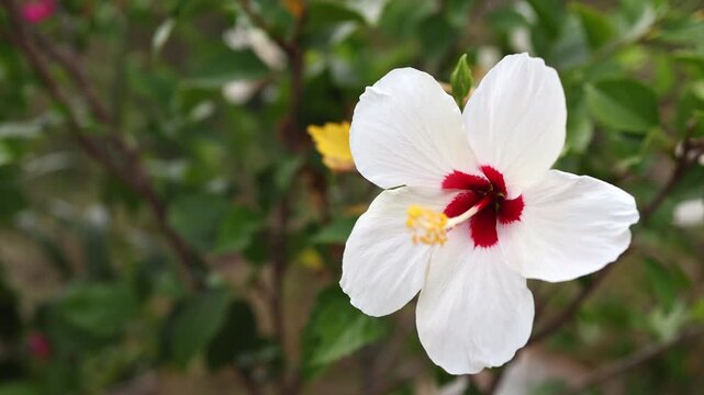 Macro shot of a beautiful white hibiscus flower with a red center blooming in a tropical garden. Close-up of exotic malvaceae plant petals and yellow stamen. Nature and botanical stock footage.