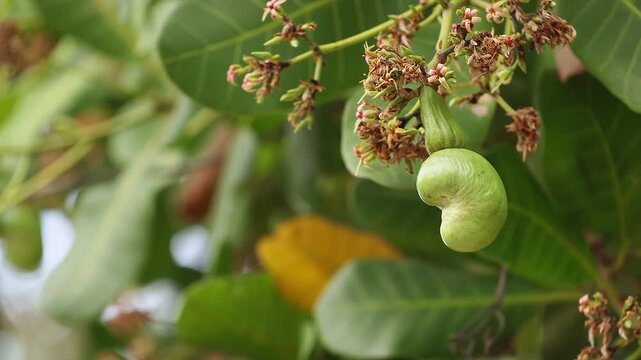 Macro shot of a green young cashew nut growing on a tree with flowers. Close-up of tropical fruit development on a branch with leaves in an orchard. Agriculture and nature stock footage.