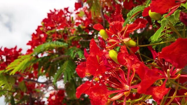 close up of vibrant red delonix regia flowers blooming on a flamboyant tree with lush green fern-like leaves under bright sunlight