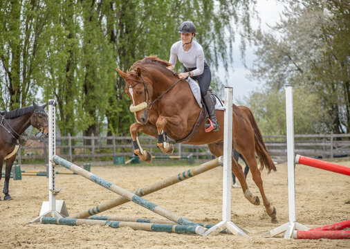 Pferd &uuml;berspringt sich beim Sprung &uuml;ber ein Kreuz beim Gymnastik-Springen im Fr&uuml;hjahr auf dem Springplatz unter einer jungen Reiterin